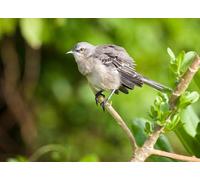 OZLHSP Maravilloso Desastre Puzzle 500 Piezas Animal sinsonte 52x38cm