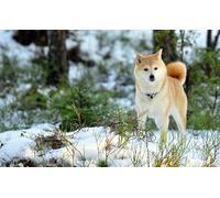 OZLHSP Maravilloso Desastre Puzzle 500 Piezas Animales Akita Inu 52x38cm