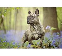 OZLHSP Maravilloso Desastre Puzzle 500 Piezas Animales de Bulldog francés 52x38cm
