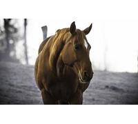 OZLHSP Maravilloso Desastre Puzzle 500 Piezas Animales de Caballo 52x38cm