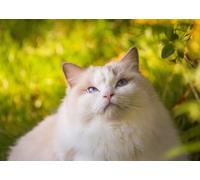 OZLHSP Maravilloso Desastre Puzzle 500 Piezas Animales de Gato Ragdoll 52x38cm