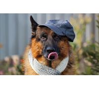 OZLHSP Maravilloso Desastre Puzzle 500 Piezas Animales de Gorra de Pastor 52x38cm