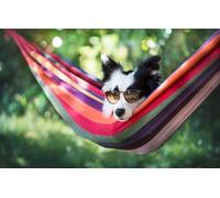 OZLHSP Maravilloso Desastre Puzzle 500 Piezas Animales de Hamaca del Border Collie 52x38cm