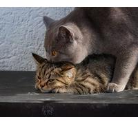 OZLHSP Maravilloso Desastre Puzzle 500 Piezas Animales del Gato británico de Pelo Corto 52x38cm