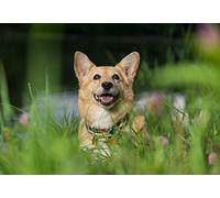 OZLHSP Maravilloso Desastre Puzzle 500 Piezas Animales Welsh Corgi 52x38cm