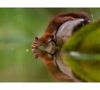 OZLHSP Maravilloso Desastre Puzzle 500 Piezas Ardillas Animales 52x38cm