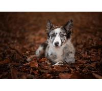 OZLHSP Maravilloso Desastre Puzzle 500 Piezas Cachorro de Border Collie 52x38cm