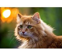 OZLHSP Maravilloso Desastre Puzzle 500 Piezas Gatos Animales 52x38cm