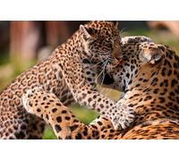 OZLHSP Maravilloso Desastre Puzzle 500 Piezas Grandes felinos jaguares 52x38cm