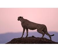 OZLHSP Maravilloso Desastre Puzzle 500 Piezas Guepardo Grandes felinos Animales de la Colina 52x38cm