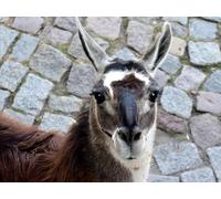 OZLHSP Maravilloso Desastre Puzzle 500 Piezas Llama Animal 52x38cm