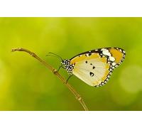 OZLHSP Maravilloso Desastre Puzzle 500 Piezas Mariposas Insectos Animales 52x38cm