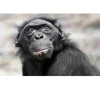 OZLHSP Maravilloso Desastre Puzzle 500 Piezas Mono Animal 52x38cm