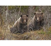 OZLHSP Maravilloso Desastre Puzzle 500 Piezas Osos pardos Animales 52x38cm