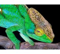 OZLHSP Maravilloso Desastre Puzzle 500 Piezas Reptiles Camaleón Animal 52x38cm