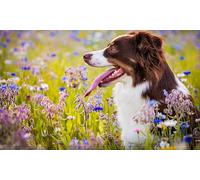 OZLHSP niñas Puzzle 500 Piezas Animales de Border Collie 52x38cm