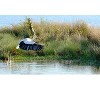 OZLHSP niño Puzzle 1500 Piezas Cigüeñas Animales 87x57cm