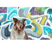 OZLHSP niño Puzzle 1500 Piezas Grafiti de Animales de Border Collie 87x57cm