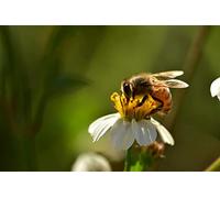 OZLHSP niño Puzzle 500 Piezas Abejas Insectos Animales 52x38cm