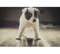 OZLHSP niño Puzzle 500 Piezas Cachorros de Border Collie Animales 52x38cm