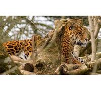 OZLHSP niño Puzzle 500 Piezas Jaguares Grandes Animales 52x38cm