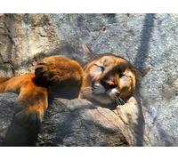 OZLHSP niño Puzzle 500 Piezas Pumas Animales Grandes 52x38cm