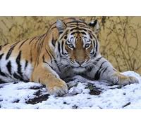 OZLHSP niño Puzzle 500 Piezas Tigres Animales Grandes 52x38cm