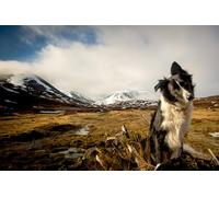 OZLHSP niños niña Puzzle 1000 Piezas Animales de Border Collie 75x50cm