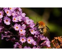 OZLHSP niños niña Puzzle 500 Piezas Abejas Insectos Animales 52x38cm