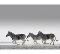 OZLHSP niños niña Puzzle 500 Piezas Animales Que corren cebras 52x38cm