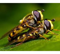 OZLHSP niños Puzzle 500 Piezas Abejas Insectos Animales 52x38cm