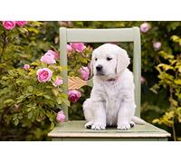 OZLHSP niños Puzzle 500 Piezas Cachorro Golden Retriever 52x38cm