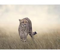 OZLHSP niños Puzzle 500 Piezas Guepardos Animales Grandes 52x38cm