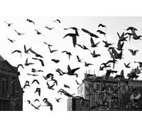 OZLHSP niños tivos puzles 500 Piezas Cuervos Animales 52x38cm