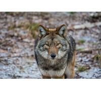 OZLHSP niños tivos puzles 500 Piezas Lobos Coyotes Animales 52x38cm