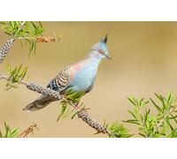 OZLHSP niños tivos puzles 500 Piezas Paloma Animal 52x38cm