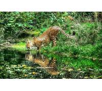 OZLHSP para niñas de Puzzle 500 Piezas Grandes felinos guepardos 52x38cm