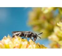 OZLHSP puzle 3D 500 Piezas Abejas Insectos Animales 52x38cm