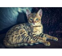 OZLHSP puzle 3D 500 Piezas Animales del Gato de Bengala 52x38cm