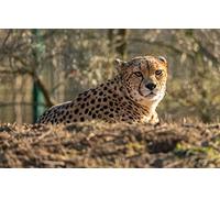 OZLHSP puzle 3D 500 Piezas Guepardos Animales 52x38cm