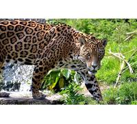 OZLHSP puzle Adulto 1500 Piezas Jaguares Grandes Animales 87x57cm