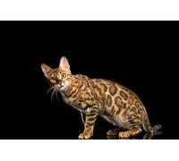 OZLHSP puzle Adulto 500 Piezas Animales del Gato de Bengala 52x38cm