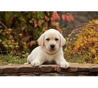 OZLHSP puzle Adulto 500 Piezas Cachorros de Labrador Retriever Animales 52x38cm