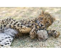 OZLHSP puzle Adulto 500 Piezas Guepardos Grandes felinos 52x38cm