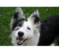 OZLHSP puzles 3D Puzzle 500 Piezas Animales de Border Collie 52x38cm