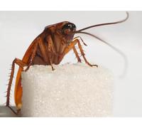 OZLHSP puzles 3D Puzzle 500 Piezas Cucarachas Insectos Me Encanta Dulce Animal 52x38cm