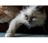 OZLHSP puzles 500 Piezas Animales 52x38cm