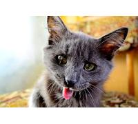 OZLHSP puzles 500 Piezas Animales Gatos 52x38cm