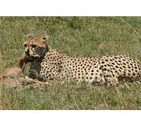 OZLHSP puzles 500 Piezas Guepardos Animales Grandes 52x38cm