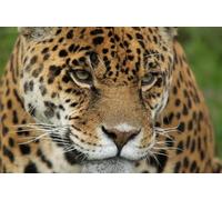 OZLHSP puzles 500 Piezas Jaguares Grandes Animales 52x38cm